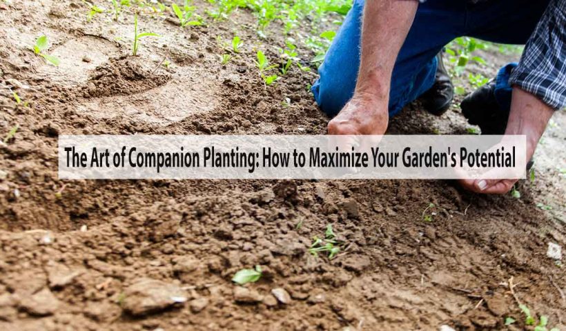 The Art of Companion Planting: How to Maximize Your Garden's Potential