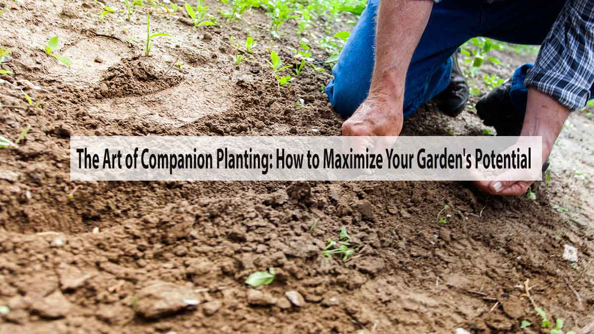 The Art of Companion Planting: How to Maximize Your Garden's Potential